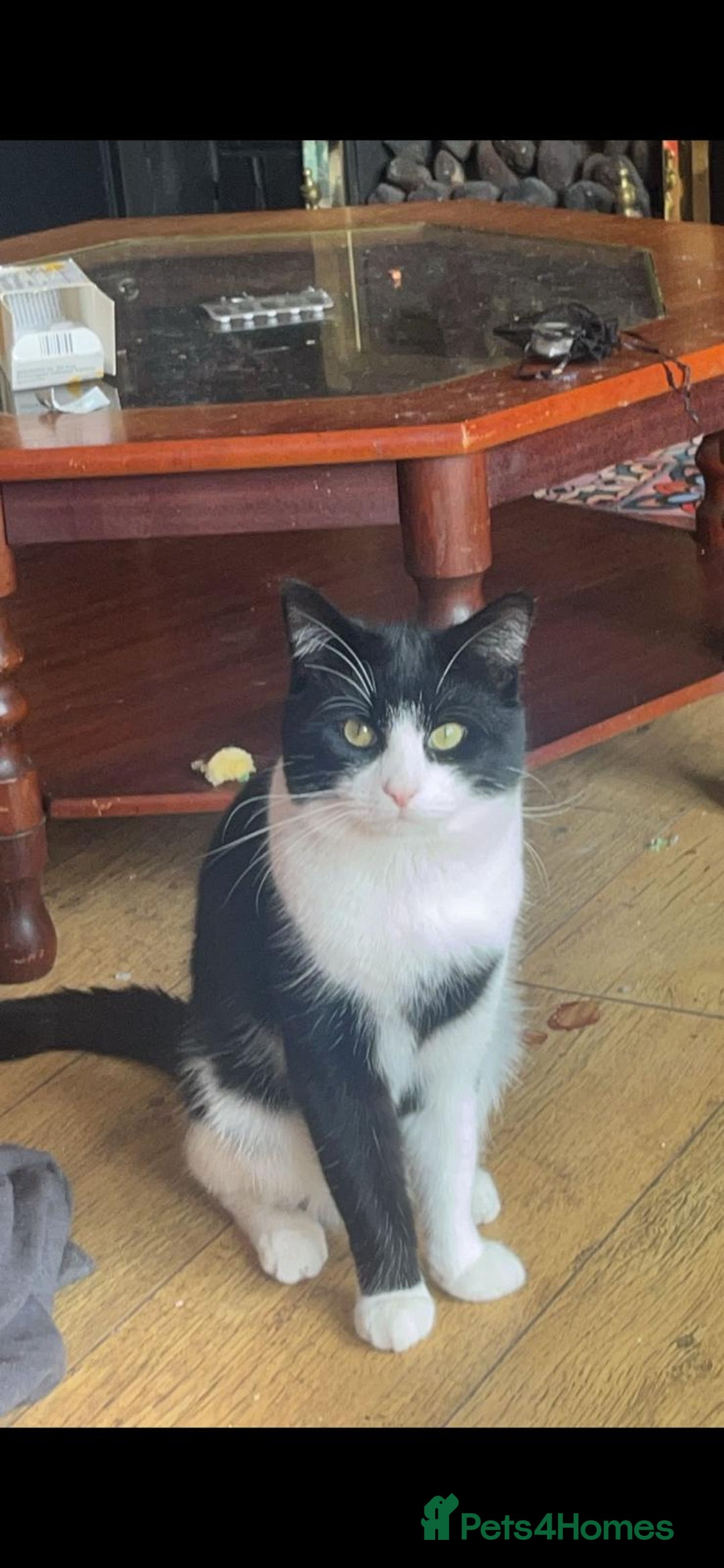 British Shorthair cats for sale: 2 brothers looking for new home - Image 2