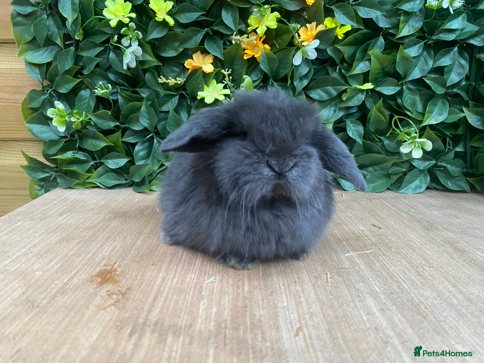 Mini Lop rabbits Mini lops ( Est since 2014 )💙 - Advert 13