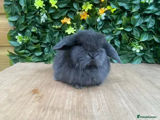 Mini Lop rabbits Mini lops ( Est since 2014 )💙 - Advert 6