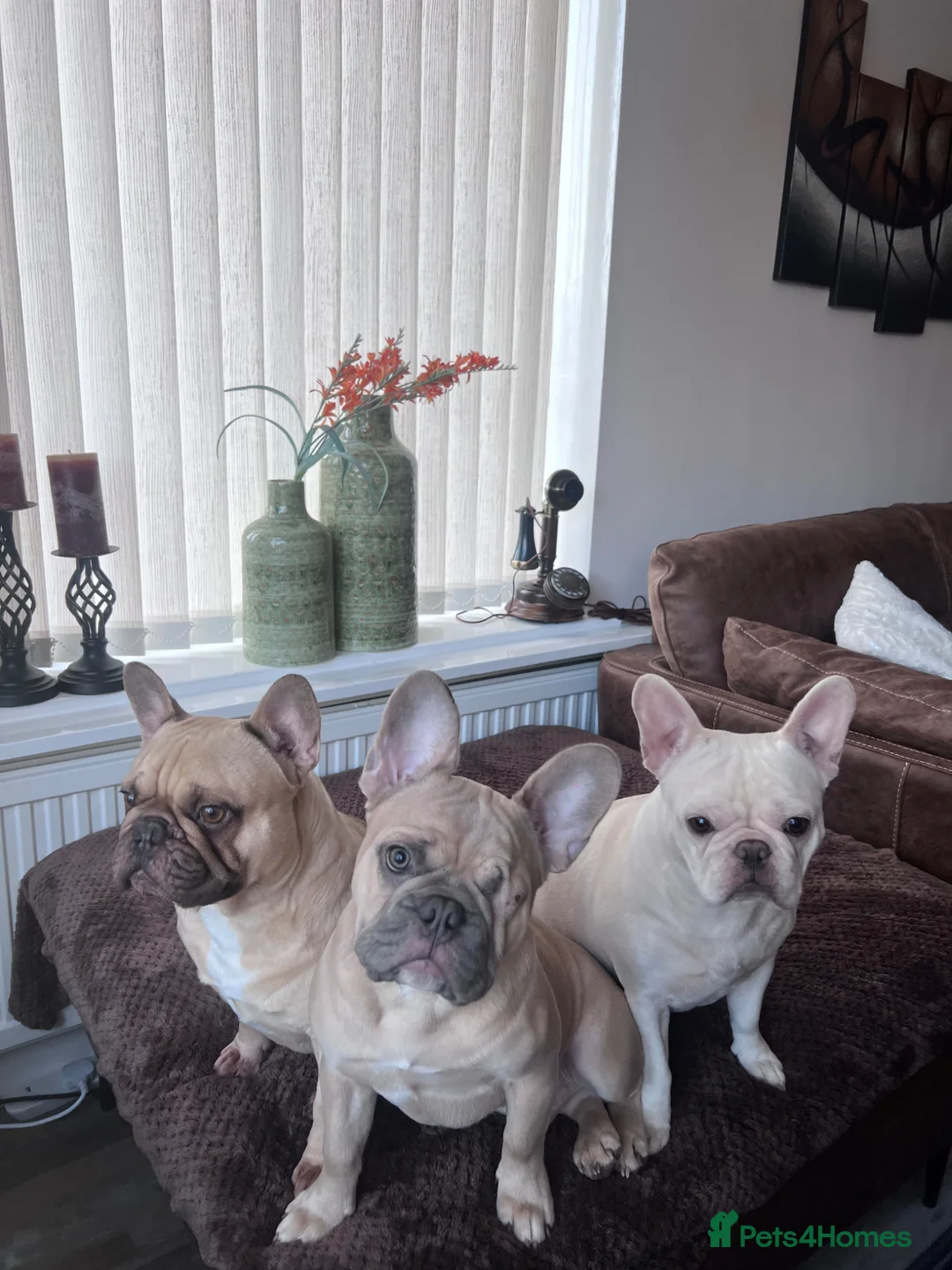 French Bulldog dogs for stud: 🐾 French Bulldog Stud Available 🐾 in Peterlee - Advert 13