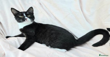 Mixed Breed cats - Advert 6