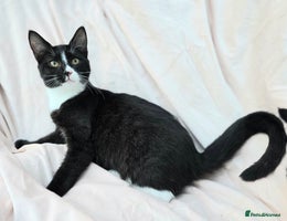 Mixed Breed cats - Advert 6