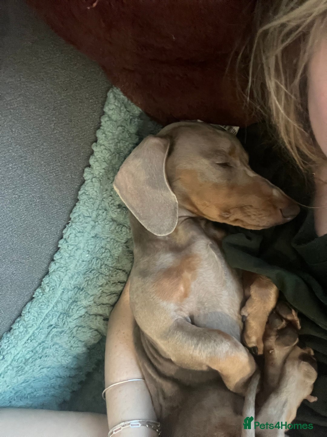 Miniature Dachshund dogs for sale: 9 month, KC registered miniature dachshund  - Advert 5