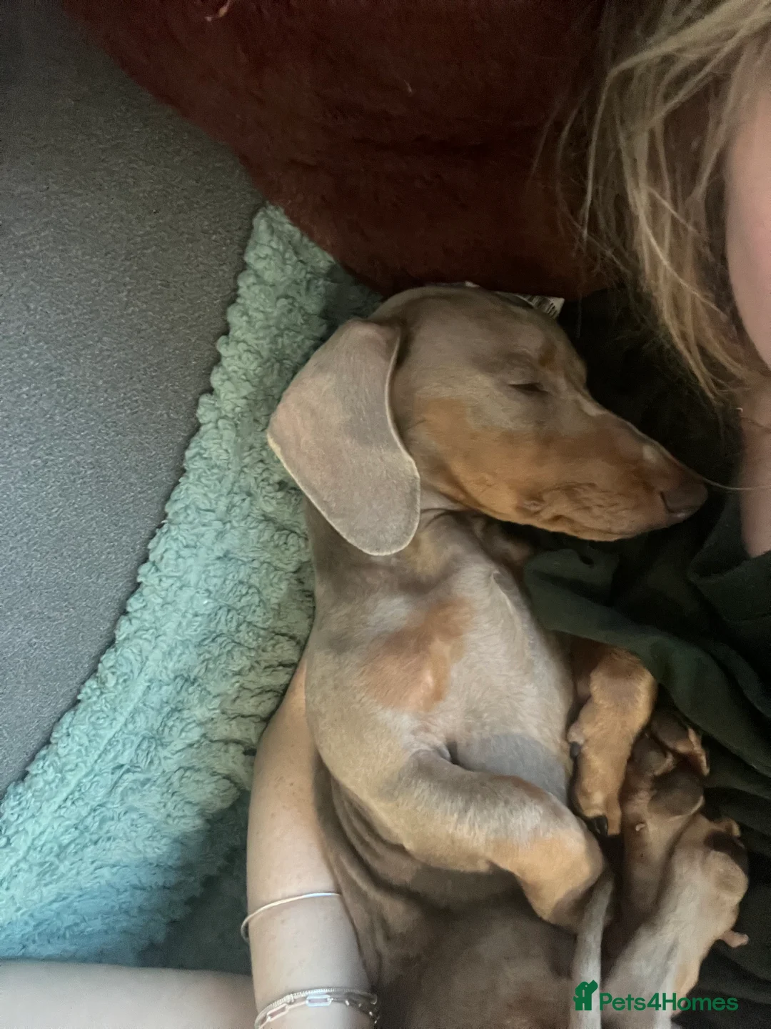 Miniature Dachshund dogs for sale: 9 month, KC registered miniature dachshund  - Advert 5