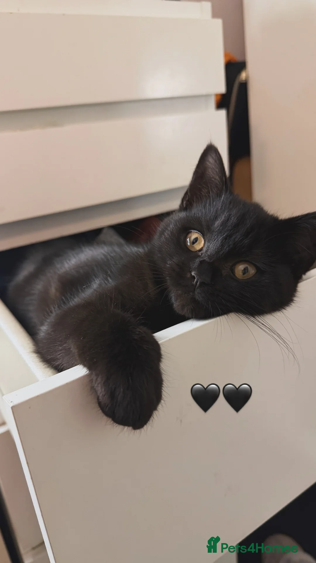 British Shorthair cats for sale: British short hair male kitten  - Advert 1