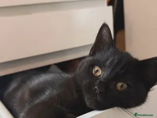 British Shorthair cats British short hair male kitten - Advert 13