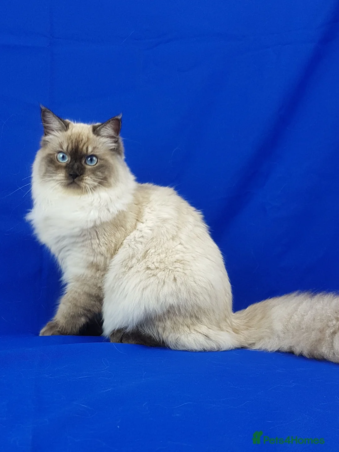 Siberian cats for sale: SIBERIAN NEVA MASQUERADE ADULT FEMALE - Advert 8