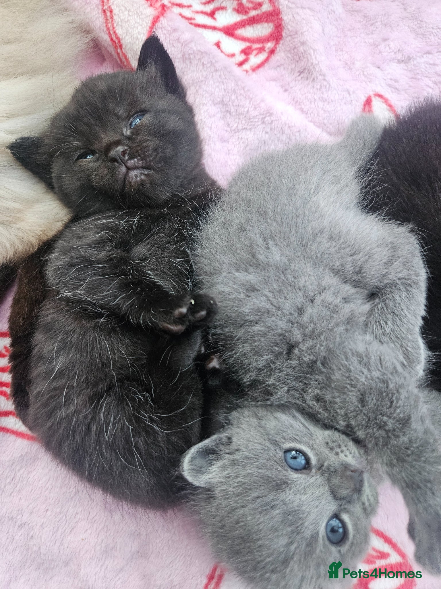 Mixed Breed cats Ragdoll x British short hair  - Advert 1