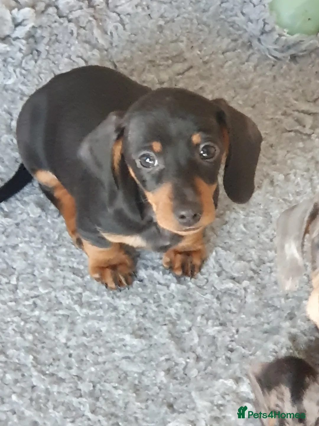 Dachshund dogs for sale: Dachshund - Advert 8
