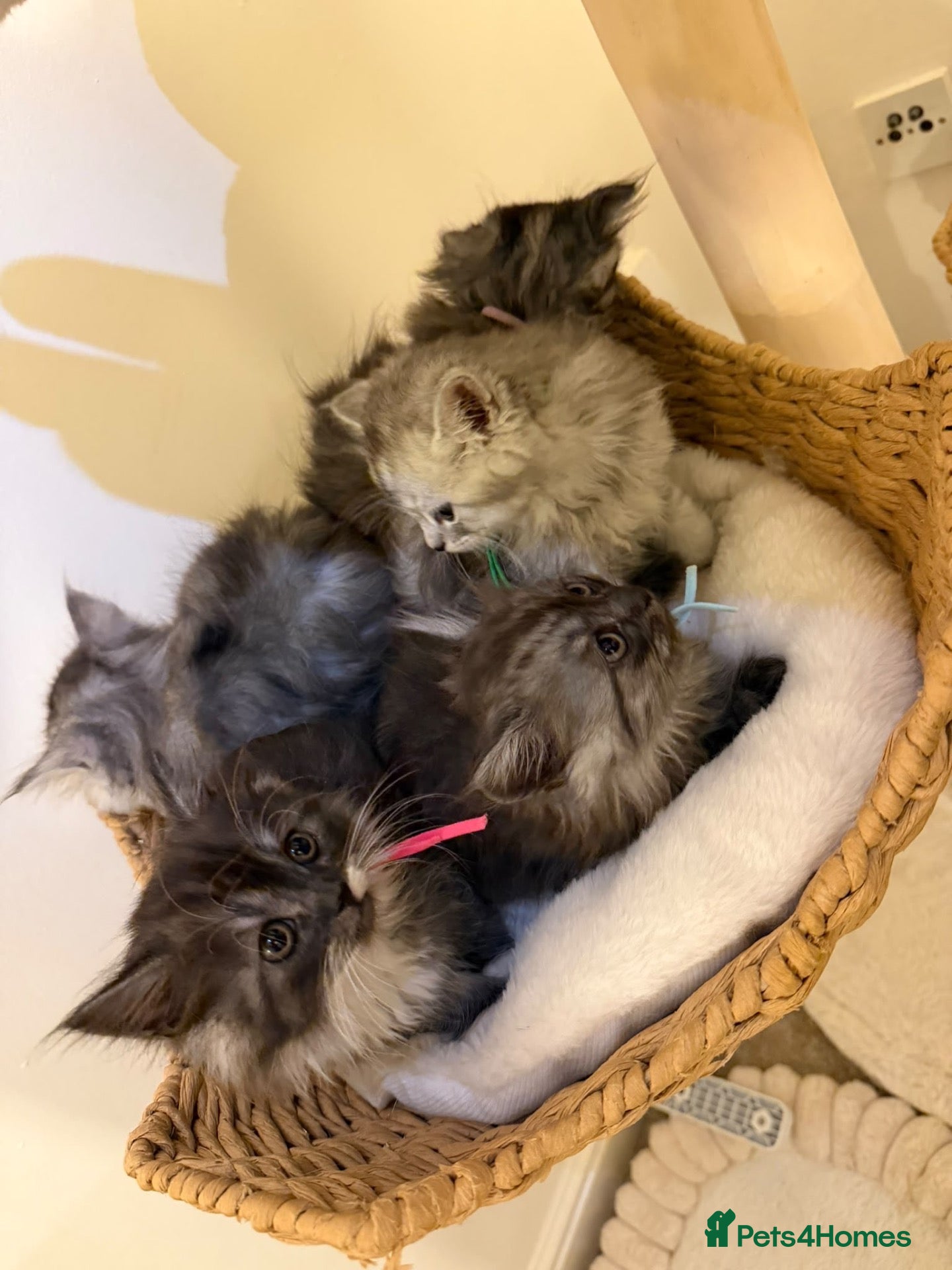 Mixed Breed cats for sale:  Persian mix kittens ready to leave  - Advert 24