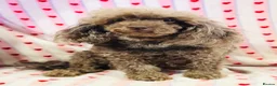 Toy Poodle dogs for sale: Beautiful toy poodles, ready now  - Advert 11