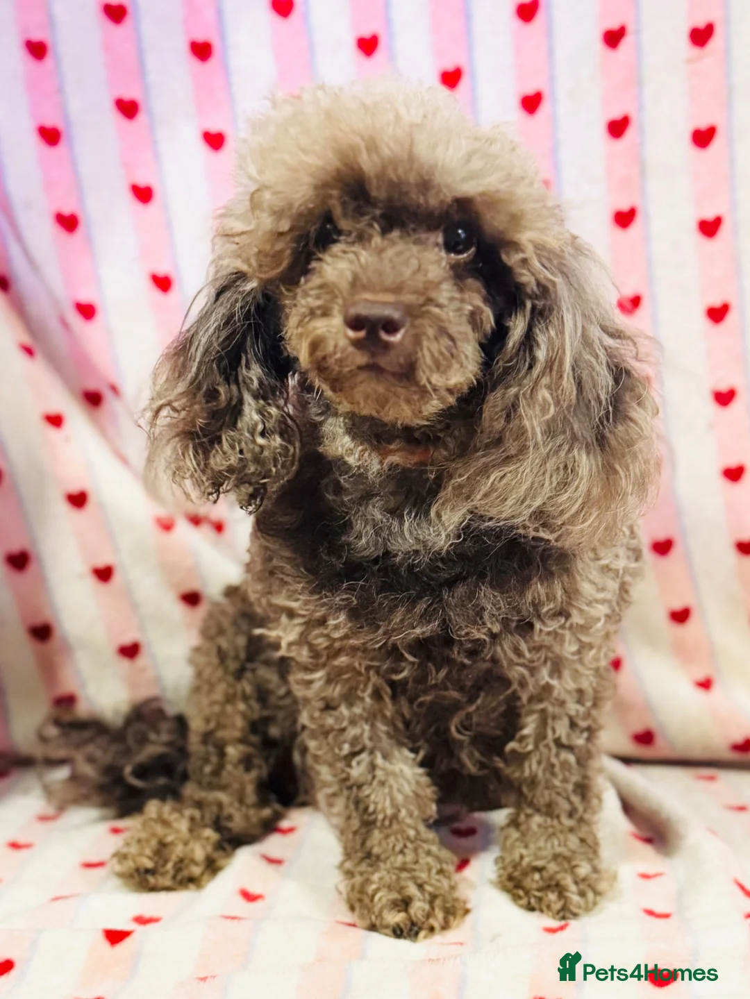 Toy Poodle dogs for sale: *REDUCED* ONLY ONE BOY AVAILABLE - Advert 2