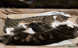 Maine Coon cats for sale: Mainecoon Mix Kittens for Sale  - Image 9