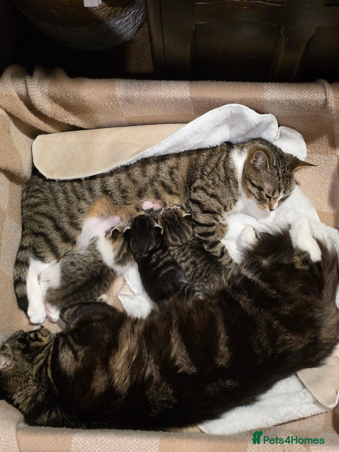 Maine Coon cats for sale: Mainecoon Mix Kittens for Sale  - Image 9