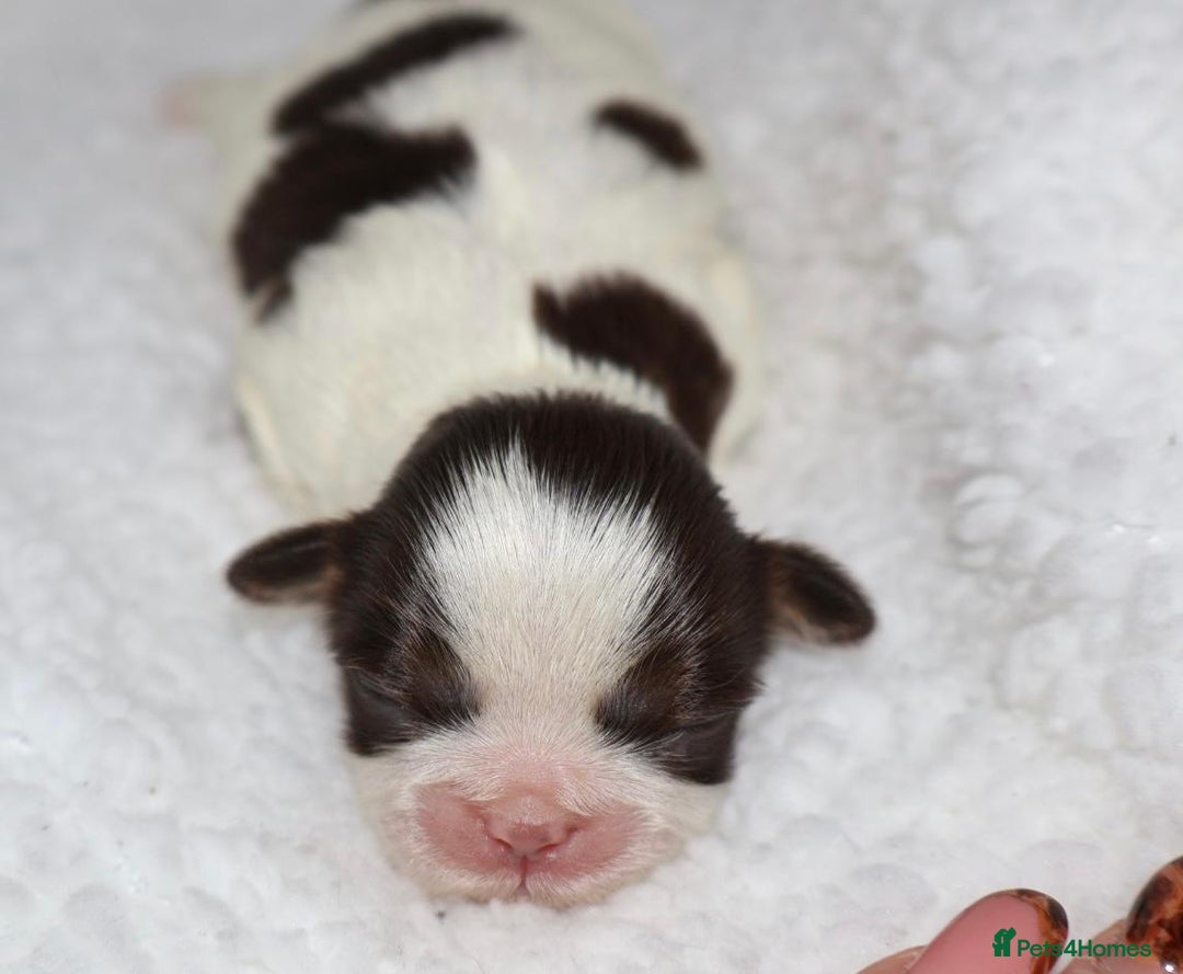 Shih Tzu dogs for sale: ✨ULTIMATE DNA Imperial’s now available✨ - Advert 11