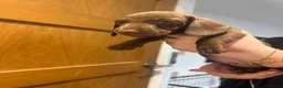 Miniature Dachshund dogs for sale: miniature Dachshund ready in 1 week…  - Advert 2