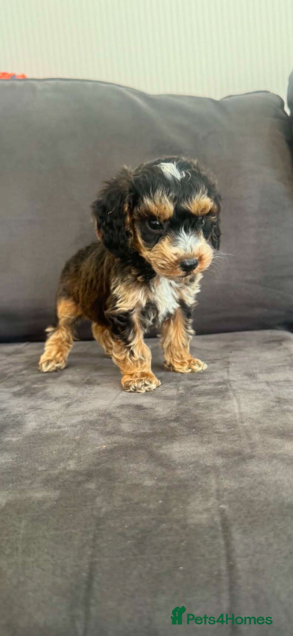 Cockapoo dogs Now ready to leave 🏡Miniature cockapoos - Advert 12