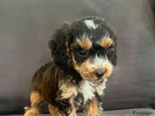 Cockapoo dogs Now ready to leave 🏡Miniature cockapoos - Advert 12