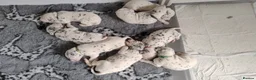 Dalmatian dogs for sale: KC Show Quality Rare LUA Dalmatian Puppies - Advert 14
