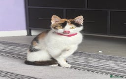 Mixed Breed cats for sale: Pick up only beautiful girl  - Image 2