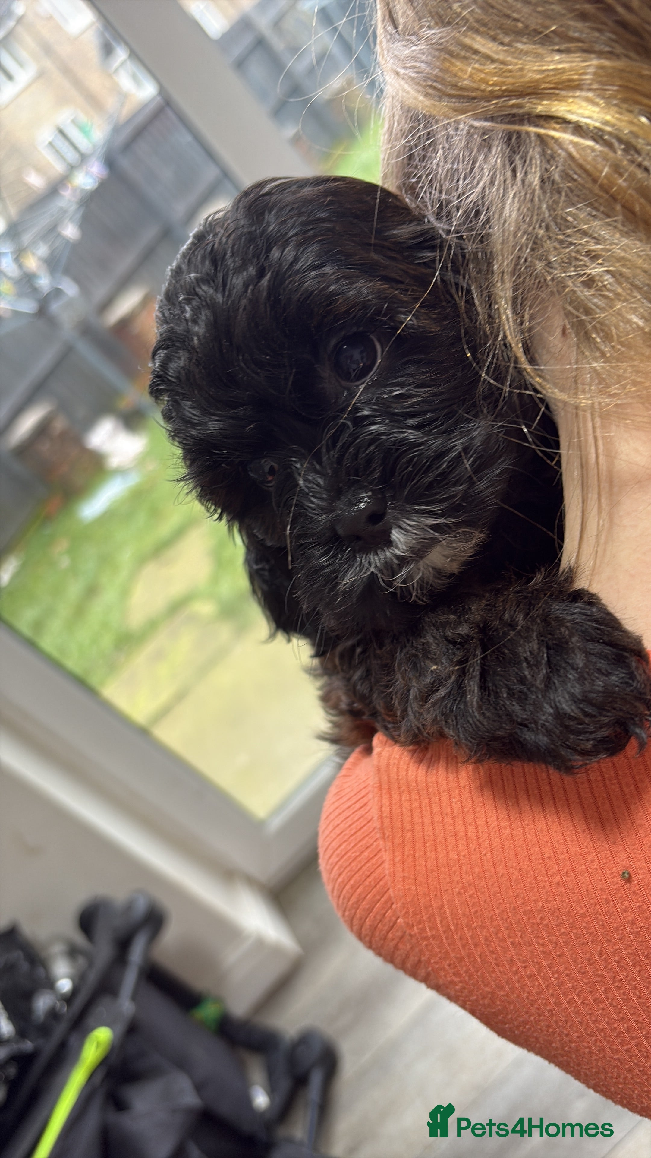 Shihpoo dogs Shihpoo f1 puppies  🩷🩷 1 female left  - Advert 11