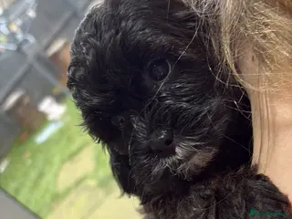 Shihpoo dogs Shihpoo f1 puppies 🩷🩷 1 female left - Advert 11