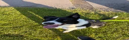 Welsh Collie dogs for sale: Darla - Advert 2