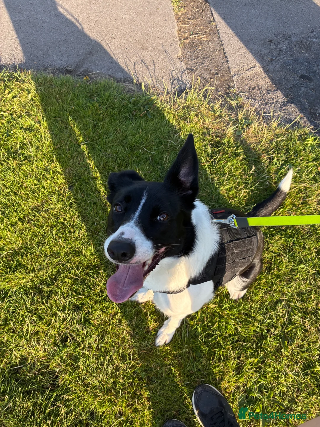 Welsh Collie dogs for sale: Darla - Advert 2