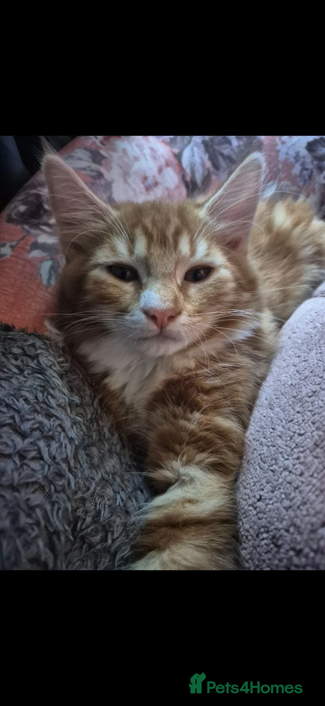 Mixed Breed cats for sale: lovely long haired ginger boy - Advert 2