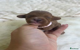 Cavapoo dogs for sale: Top Class Extensively tested F1b Toy Cavapoo pups - Image 23