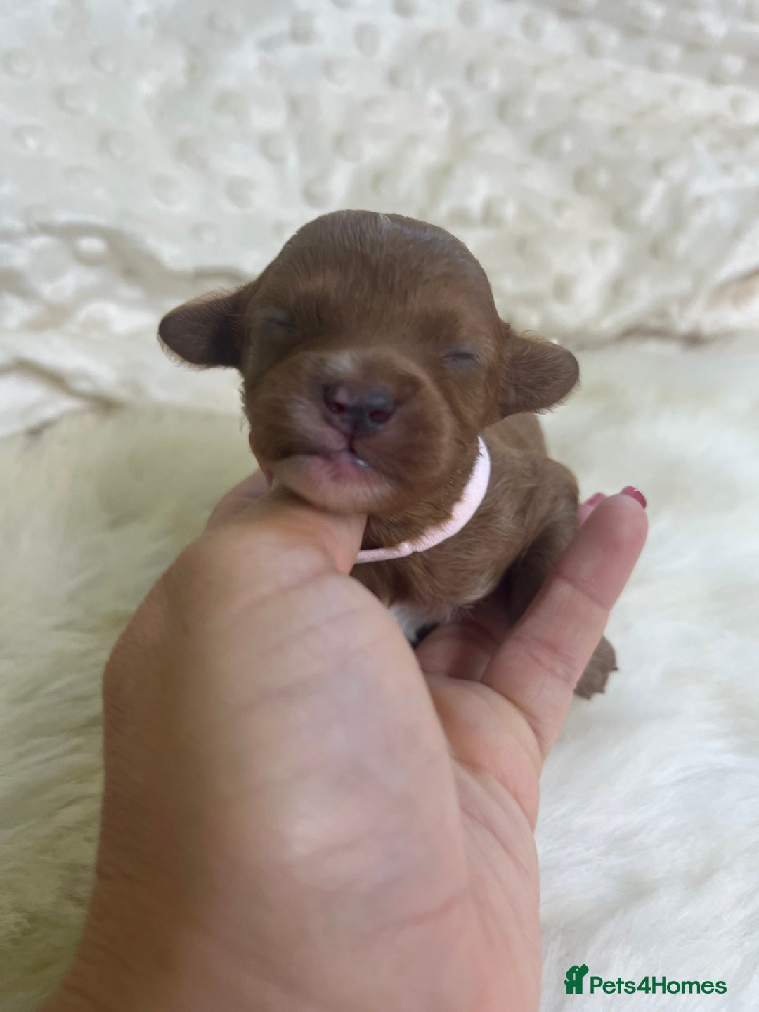 Cavapoo dogs for sale: Top Class Extensively tested F1b Toy Cavapoo pups - Image 23