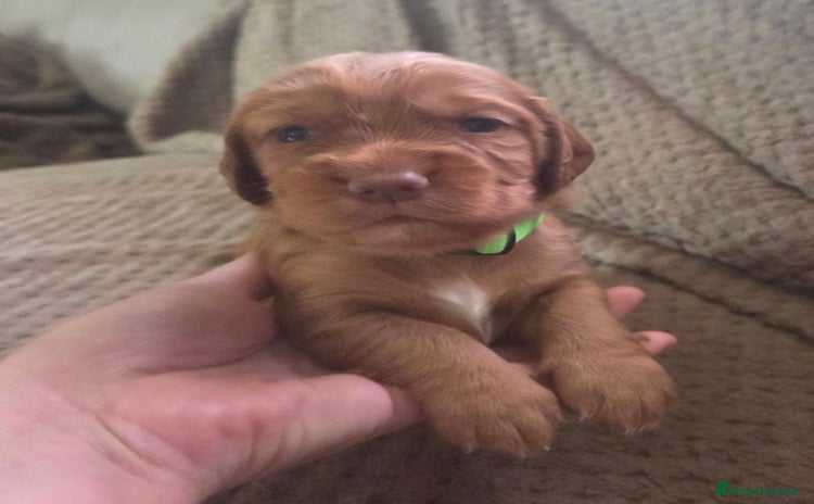 Cocker Spaniel dogs - Advert 15