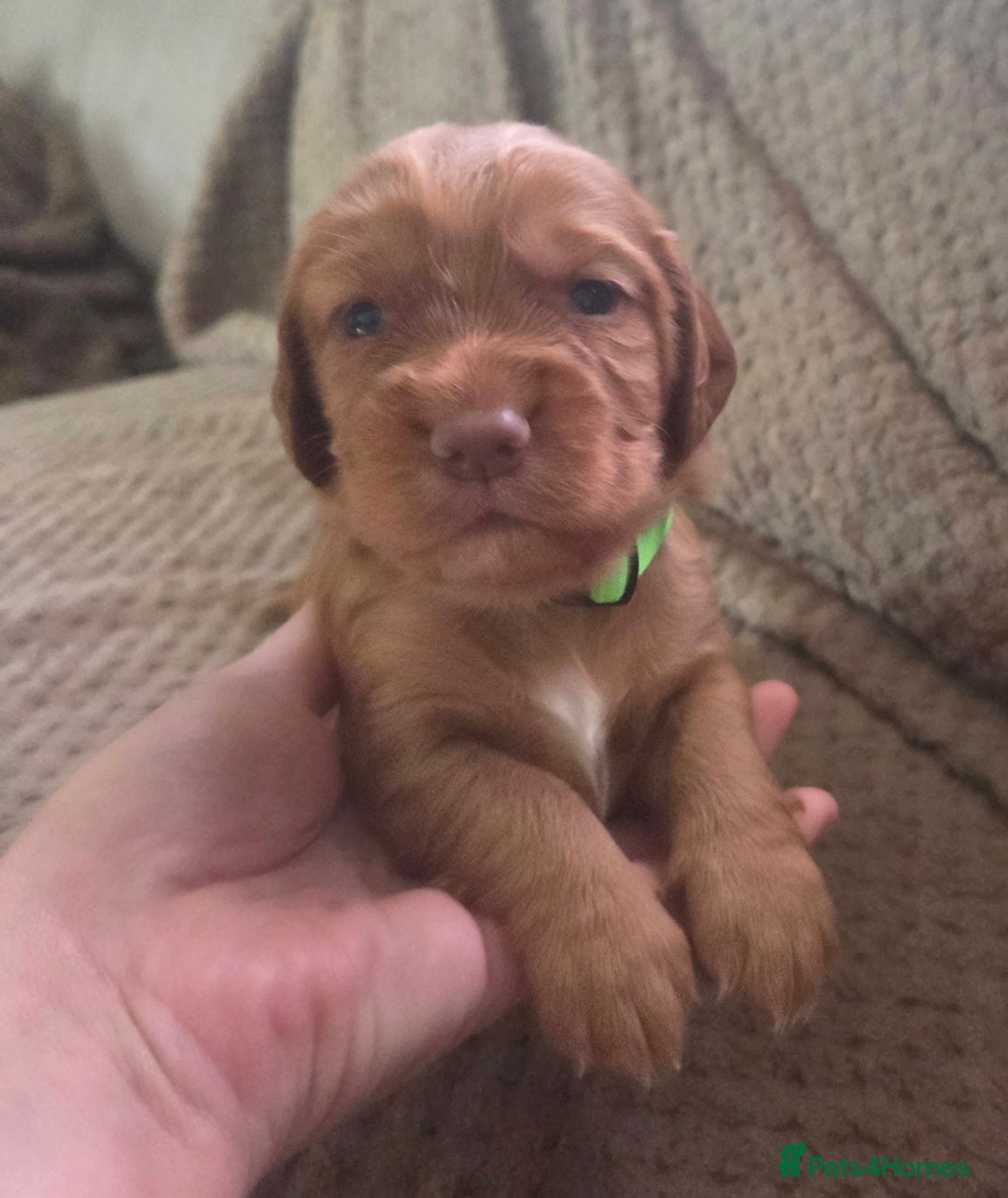 Cocker Spaniel dogs for sale: Beautiful cocker spaniel pups  - Image 1