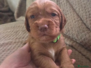 Cocker Spaniel dogs - Advert 7