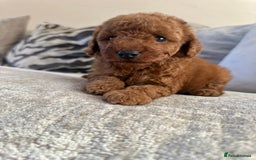 Cockapoo dogs for sale: 🌸Stunning fox red toy cockapoo🌸 - Image 6