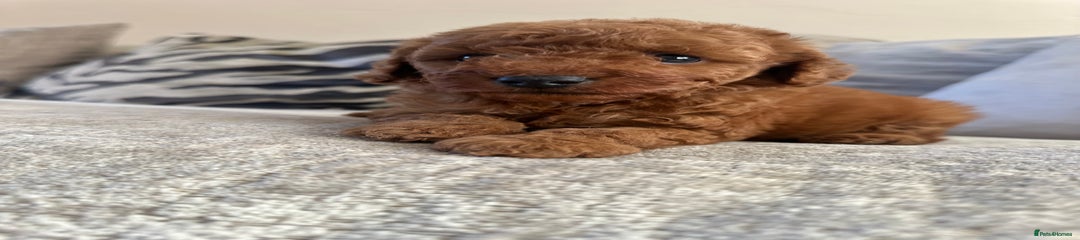 Cockapoo Puppy 1