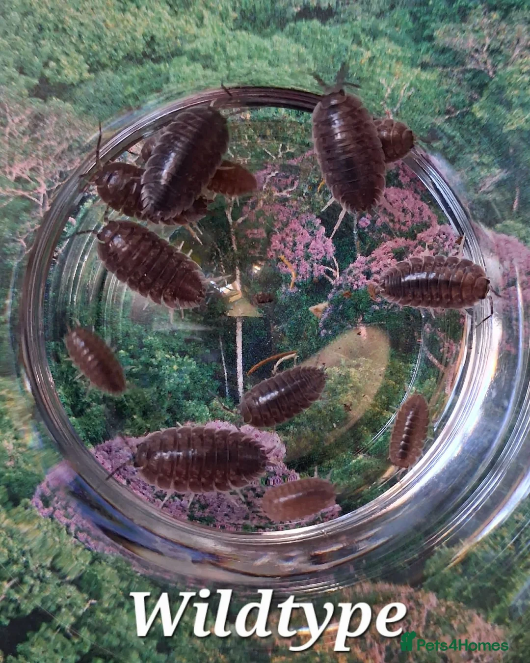 Isopods invertebrates for sale: Swift Woodlice, Porcellio laevis Isopods for sale  - Advert 6