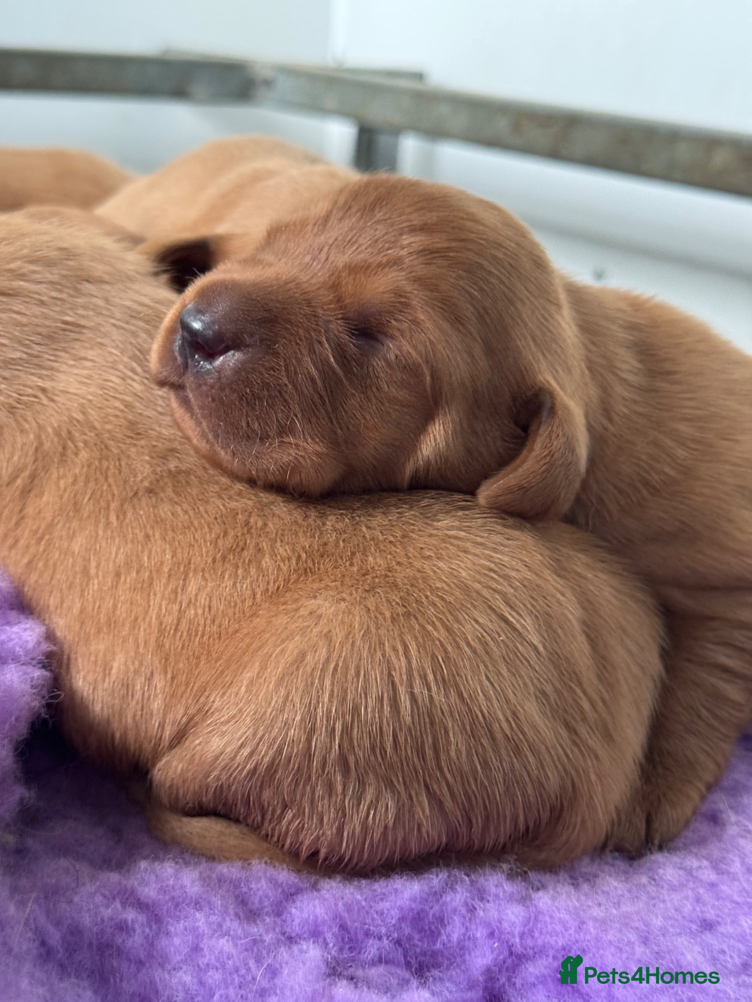 Labrador Retriever dogs KC litter of Fox Red Labradors  - Advert 2