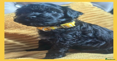 Cavapoo dogs - Advert 4