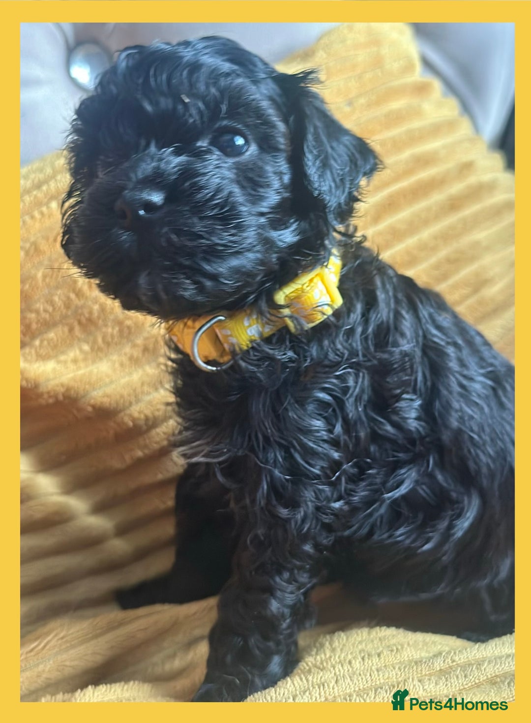 Cavapoo dogs for sale: F1 TOY CAVAPOOS ‘ONYX’ HEALTH TESTED - Image 2