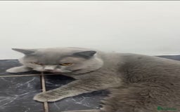 British Shorthair cats for sale: British shorthair male  - Advert 4