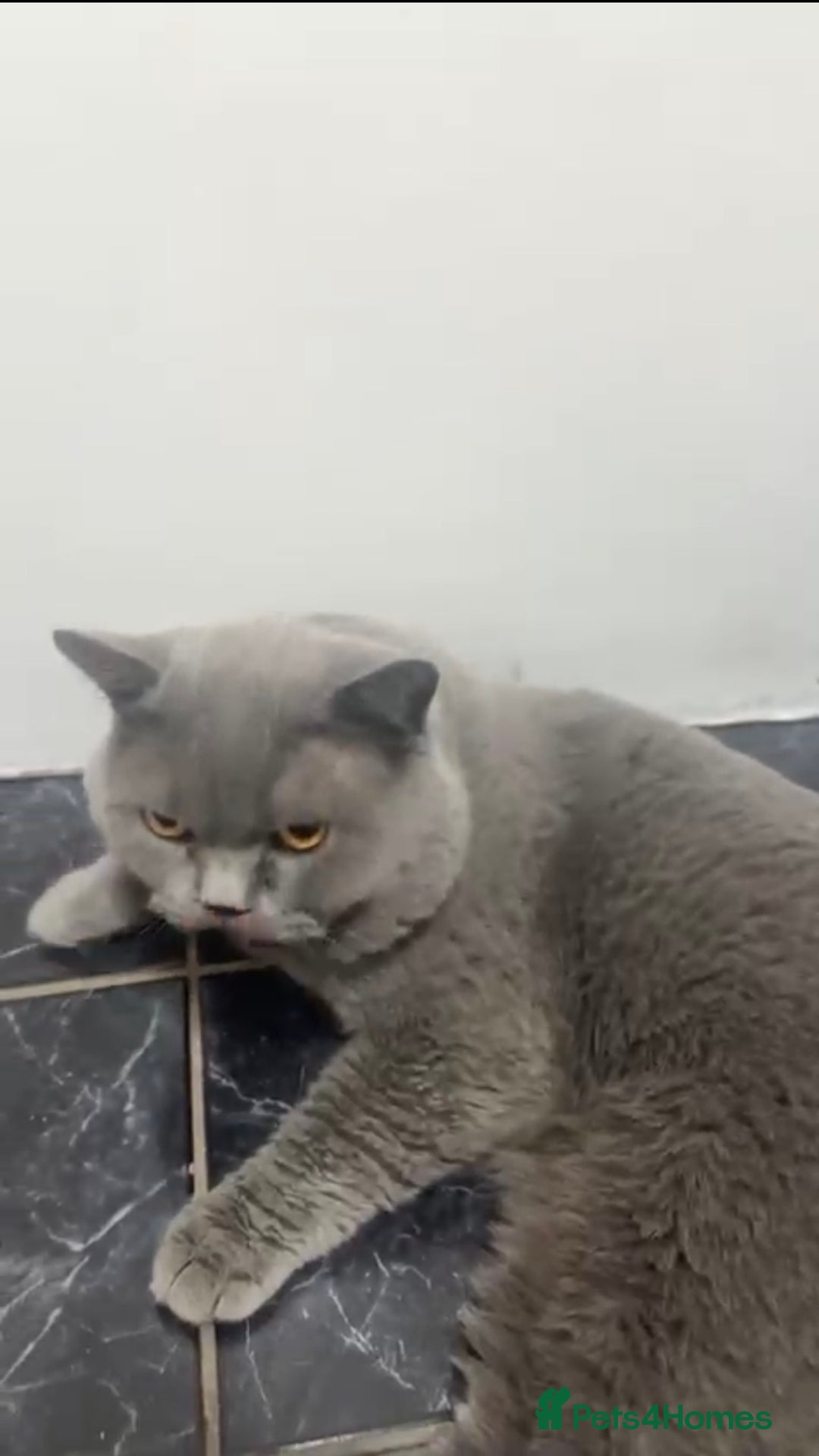 British Shorthair cats for sale: British shorthair male  - Advert 4