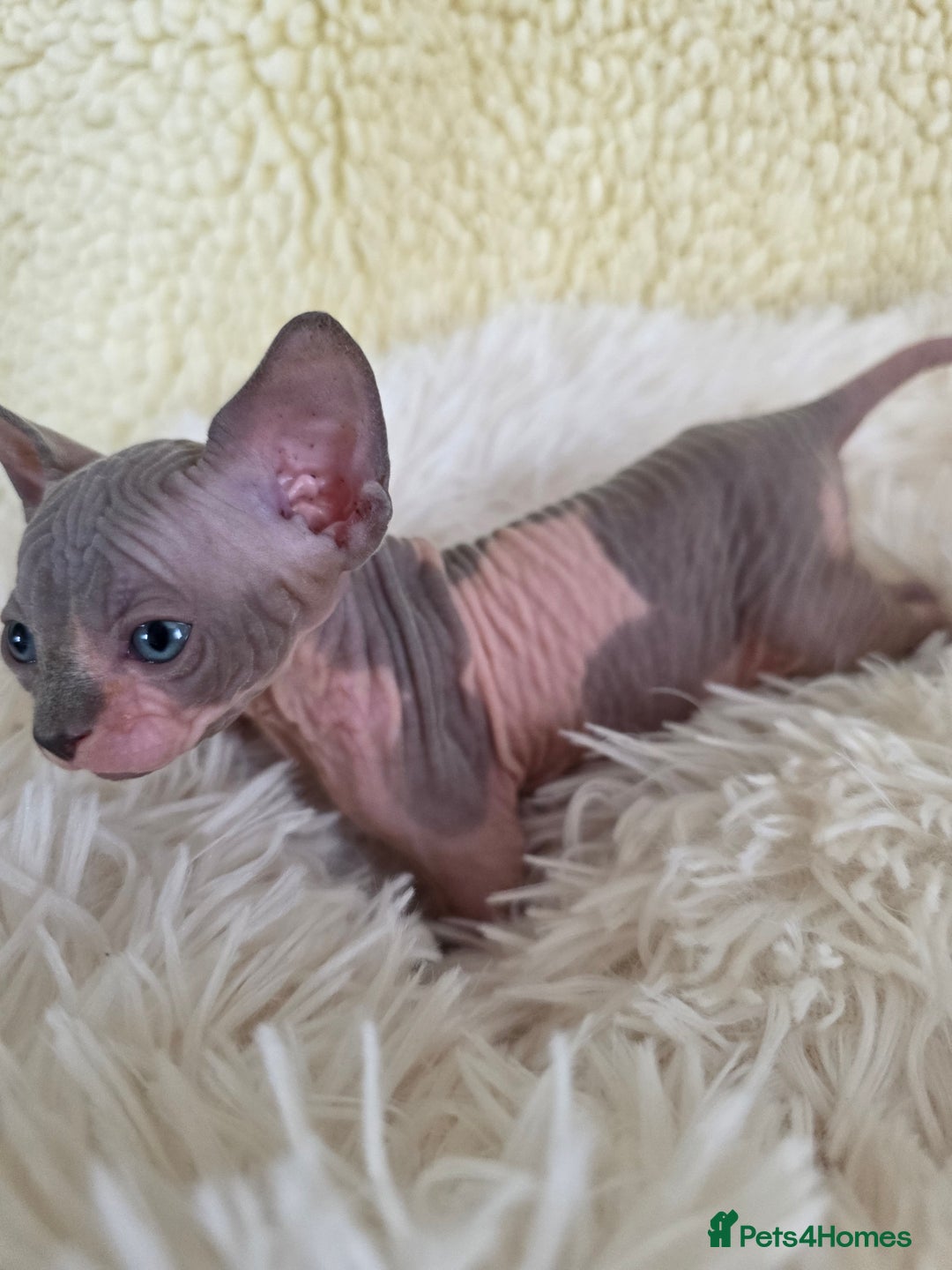 Sphynx cats for sale: Adorable Sphynx kittens💝🐈‍⬛🐈 - Image 10