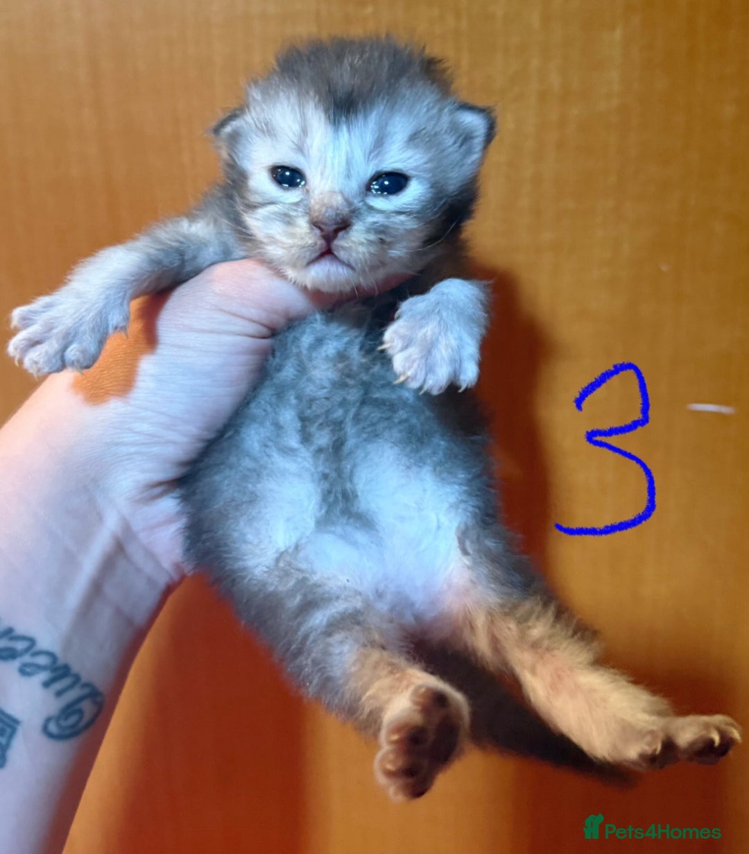 British Longhair cats for sale: 🩵BritishLonghair X Mainecoon Boys🩵 - Image 19
