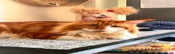 Maine Coon cats for sale: Maincoon 6 years old male - Advert 3
