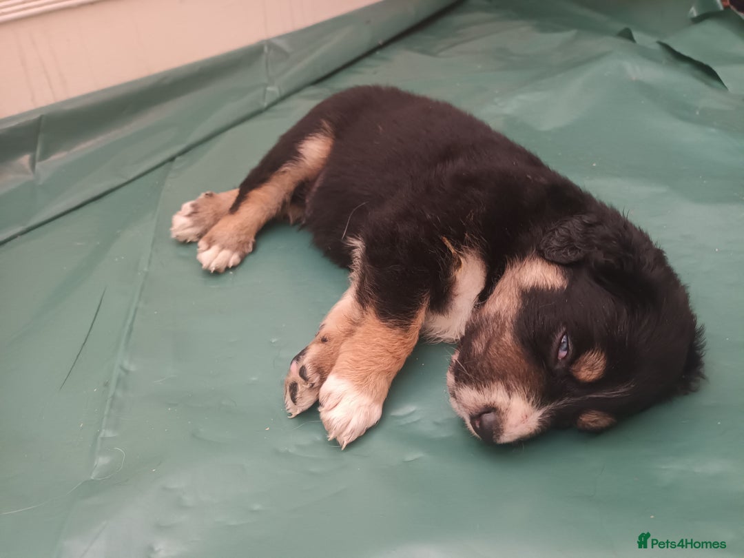 Mixed Breed dogs for sale: Collie x mixed hound puppies - Image 3