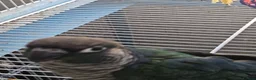 Conures birds for sale: Beautiful Hand-Tame Conures - Advert 23