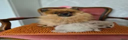 Pomeranian dogs for sale: Pomeranian Puppies - Advert 5