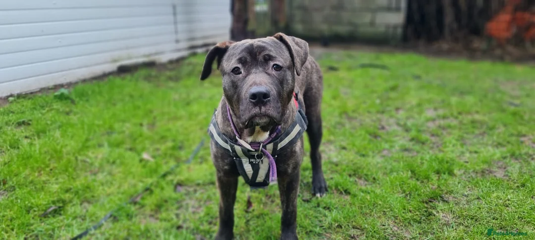 Cane Corso dogs for adoption: Peaches - Advert 1