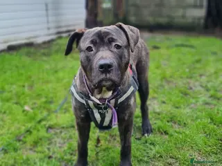 Cane Corso dogs Peaches - Advert 3